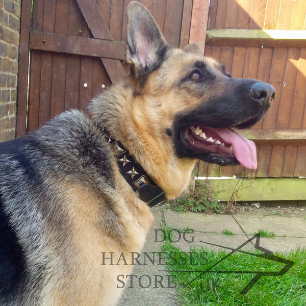 German Shepherd Collars UK