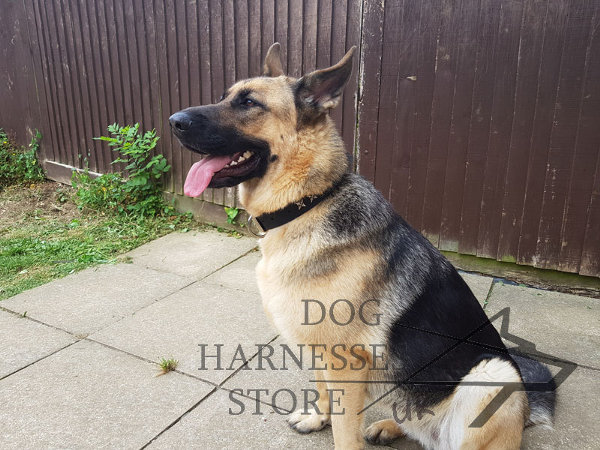 German Shepherd Dog Collars UK