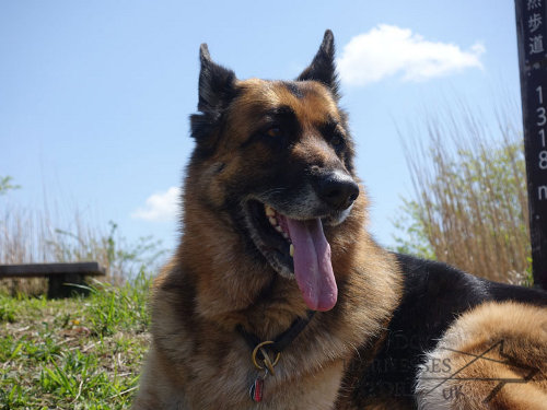 German Shepherd Slip Collar