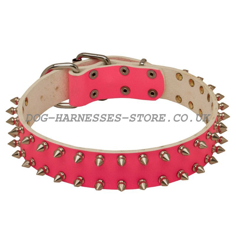 dog collars for female pitbulls