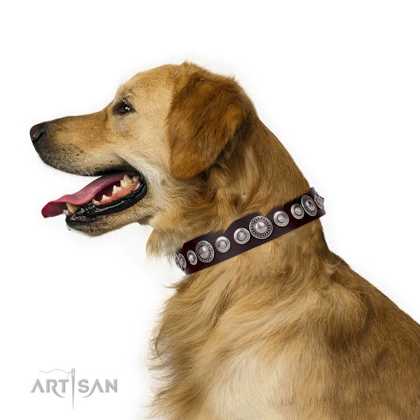 Golden Retriever Collars UK