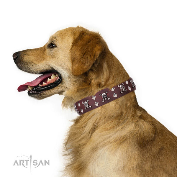 Golden Retriever Collars UK