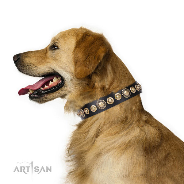 Golden Retriever Dog Collar