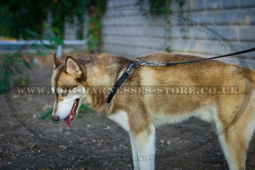 Good Dog Collar for Husky