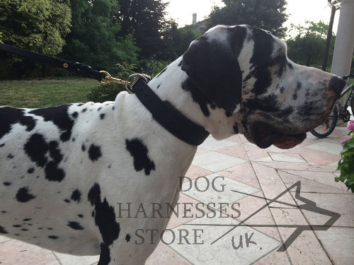 Great Dane Collars UK