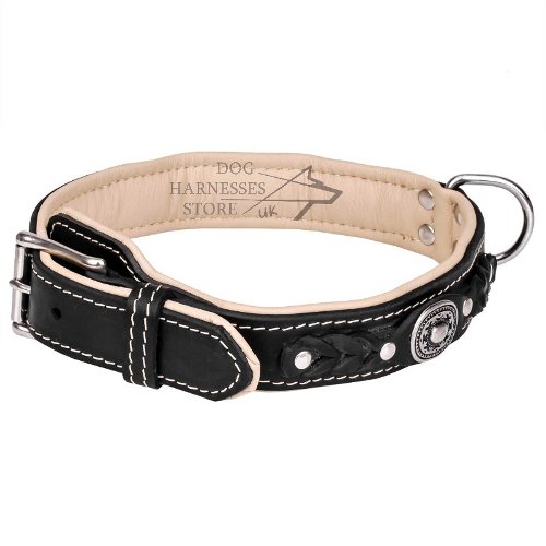 Exclusive Dog Collar