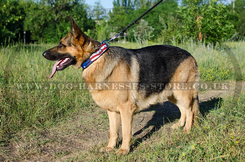 German Shepherd Heel Stock Photos - Free & Royalty-Free Stock Photos from  Dreamstime