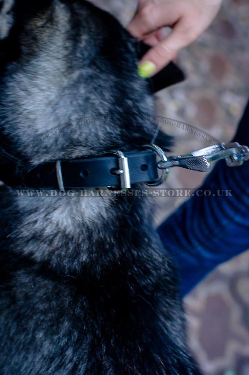 Husky Collars