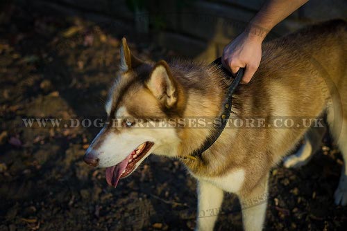 Husky Collars