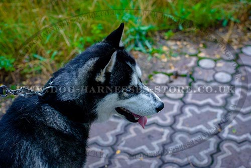 Husky Collars UK