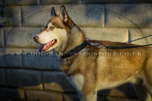 Husky Collars UK