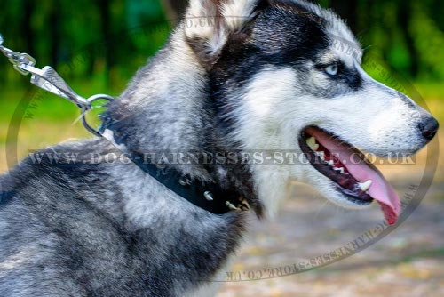 Husky Dog Collars