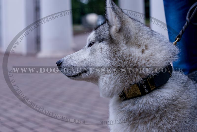 husky dog collars