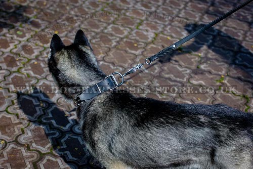 Husky Dog Collars