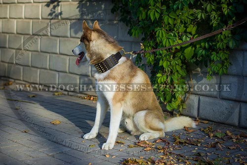 Husky Dog Collars Products