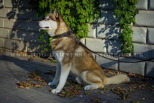 Husky Dog Collars UK