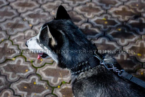 Husky Dog Collars UK