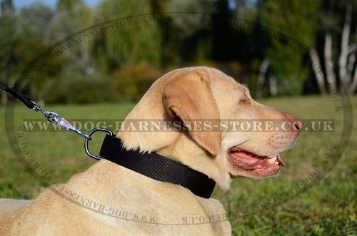 Top Dog Collars ad Accessories