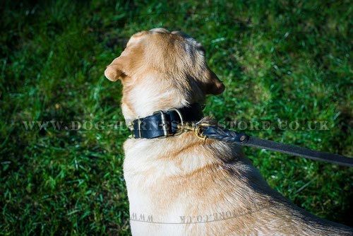 Labrador Collar