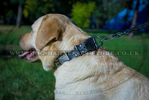 Labrador Collars and Leashes
