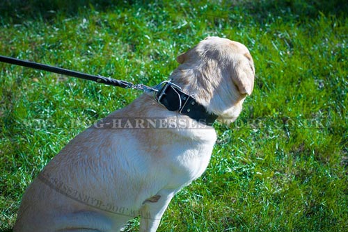 Labrador Collars and Leashes