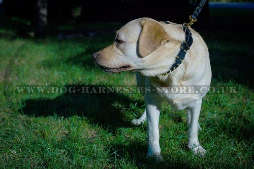 Labrador Dog Collar