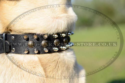 Labrador Dog Collars UK