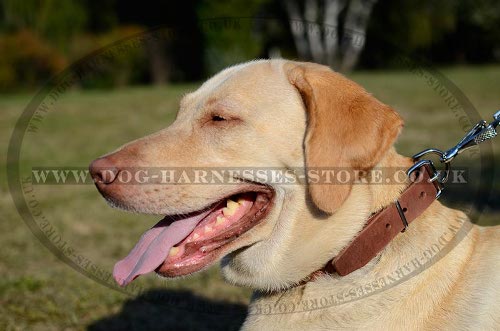 Labrador Dog Collars UK