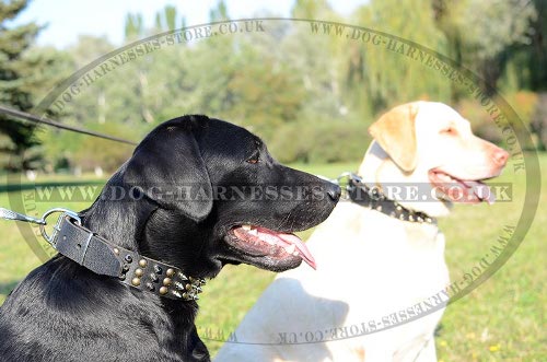 Labrador Dog Collars UK