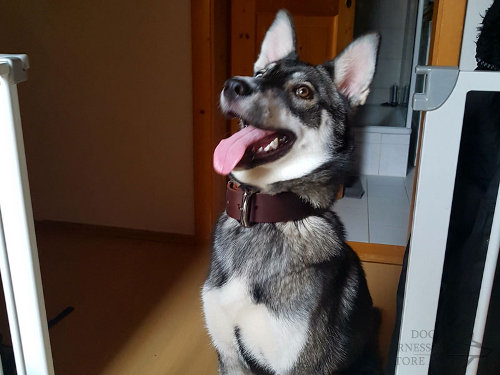 Large Brown Leather Dog Collar