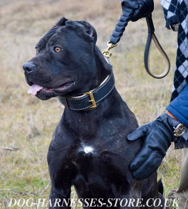 Large Dog Collars UK