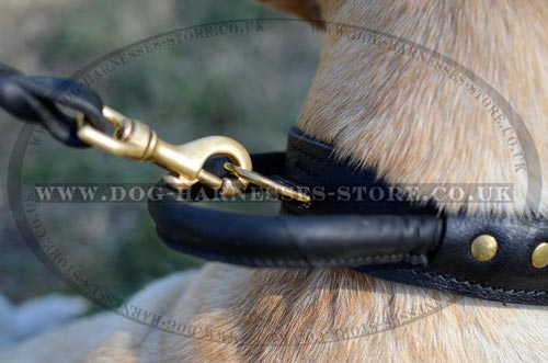 Large Dog Collars