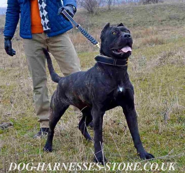 Large Leather Dog Collars UK