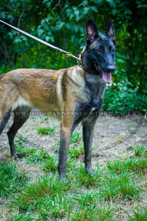 Leather Collar for Belgian Malinois