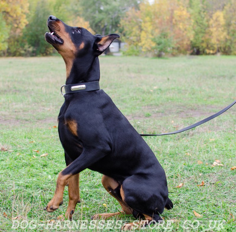 79+ Doberman Dog Collars