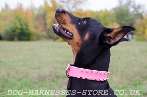 Leather Dog Collar Buy UK