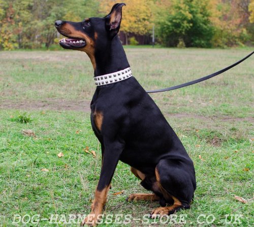 Leather Dog Collar Buy UK