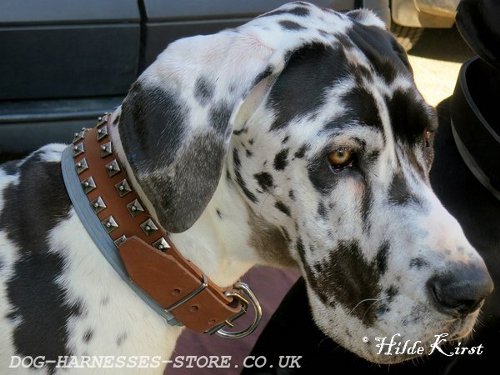 Stylish Dog Collar