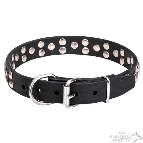 Dog Collar Stars UK