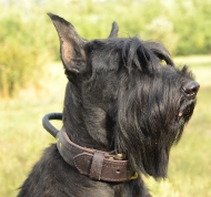 riesenschnauzer collar uk leather dog collar for riesenschnauzer
