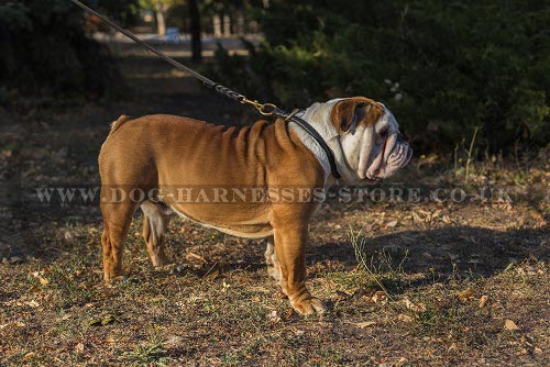 Leather Collar for British Bulldog