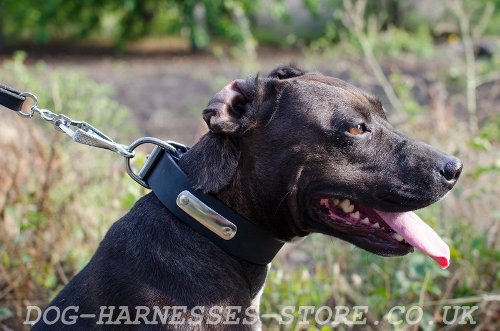 Personalized Leather Dog Collar with Nameplate