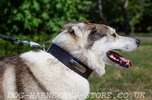 Leather Dog Collar with Name Plate