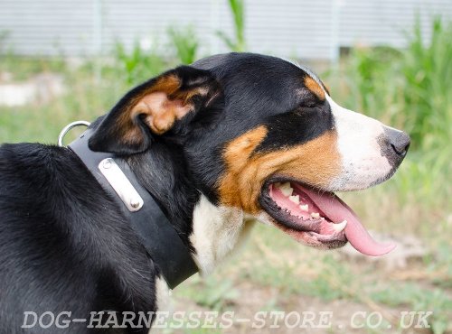 Dog Collar with Metal Name Plate