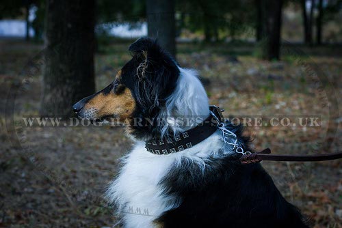 Collie Dog Collars