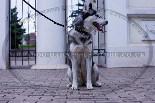 Leather Dog Collars for Huskies
