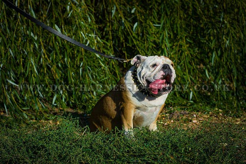 Pitbull Dog Collar UK