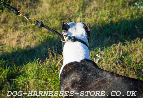 Leather Pitbull Collar