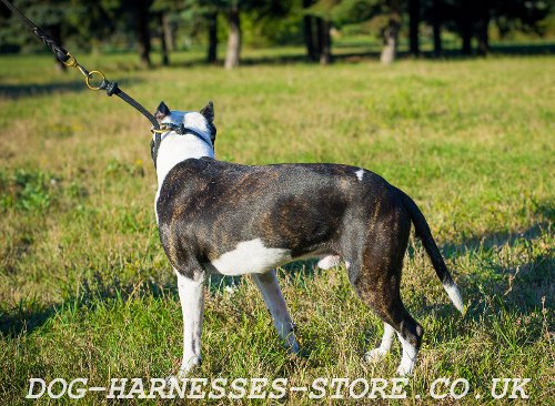 Leather Pitbull Collars