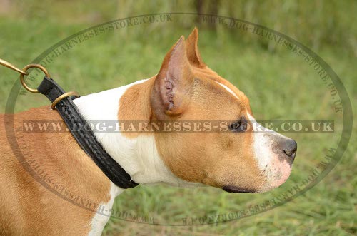 Leather Slip Collar for Amstaff